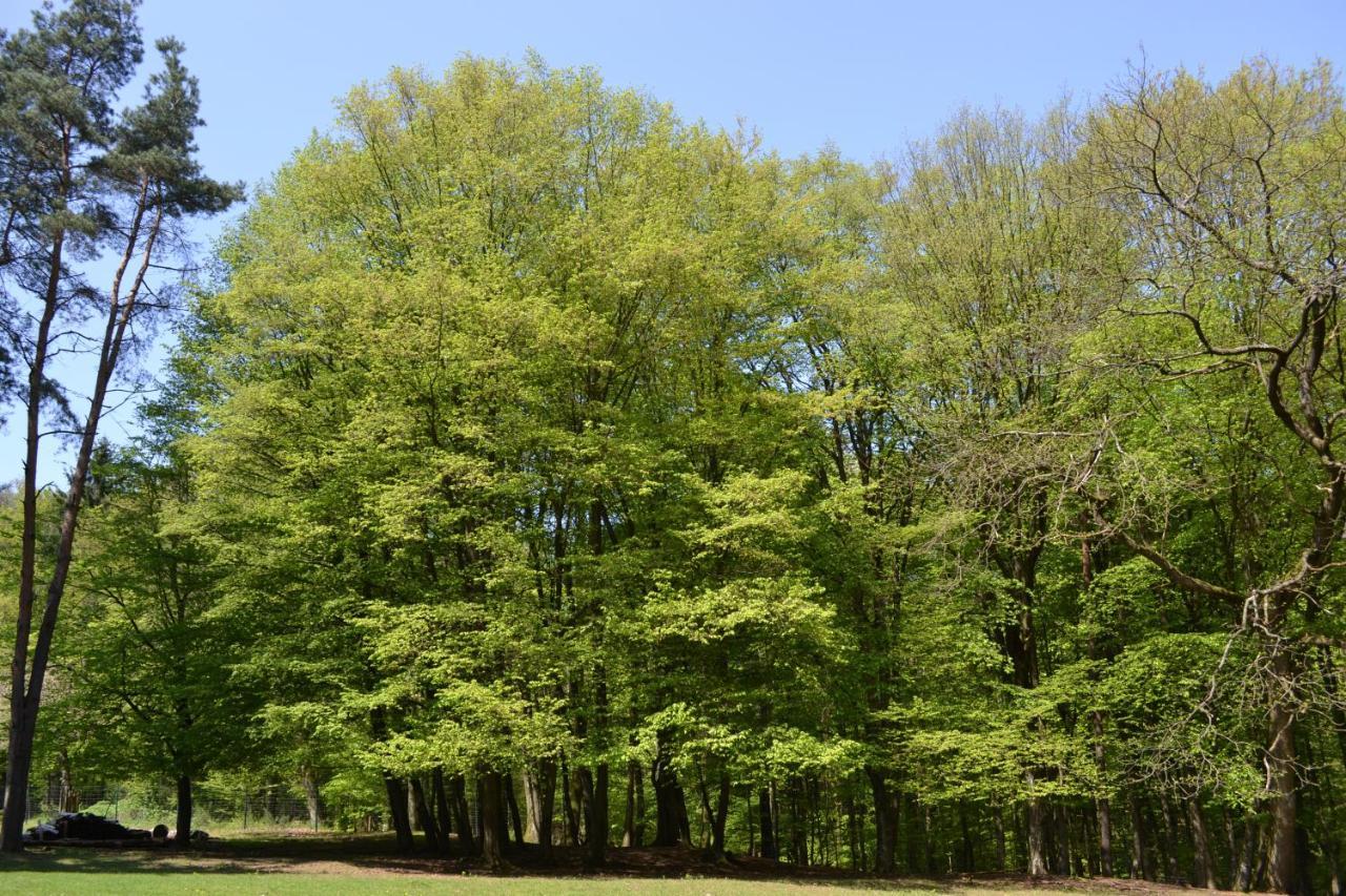 Zauber Der Pfalz Romerberg Exteriér fotografie